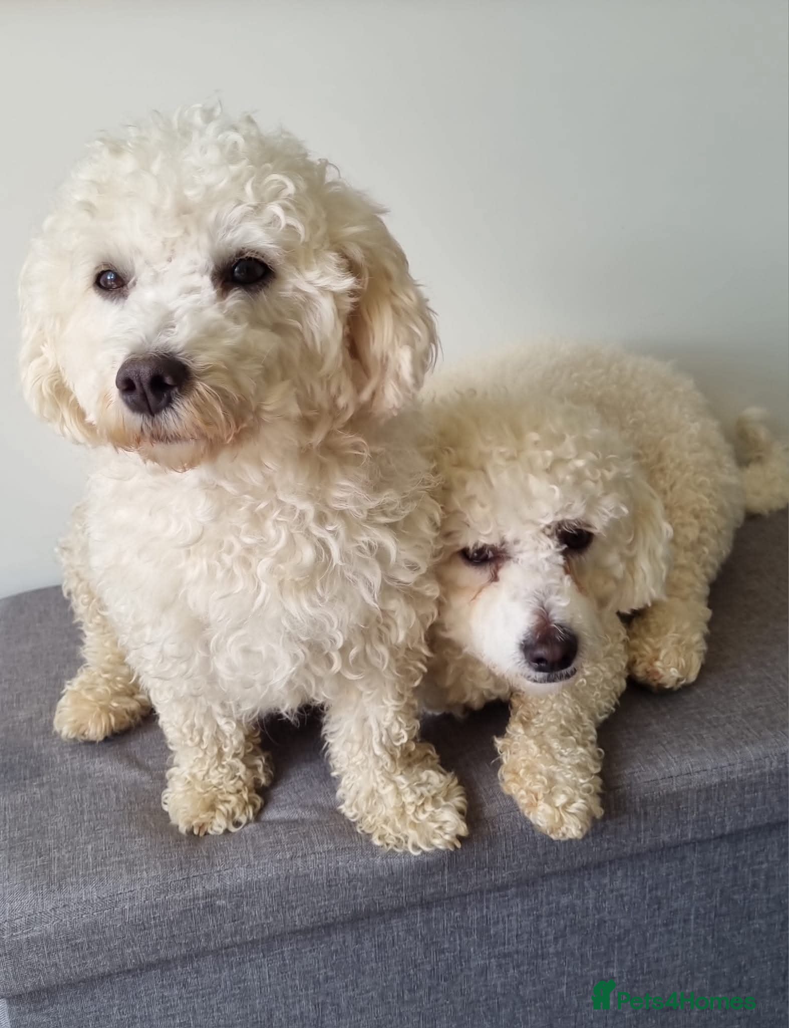 Bichon Frise dogs Bichon maltese for sale. - Advert 2