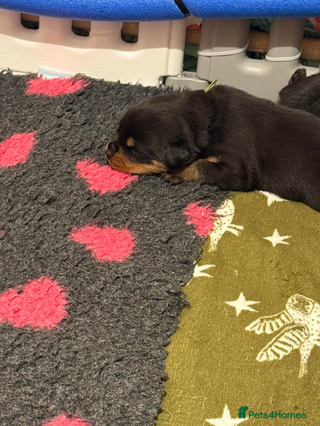 Rottweiler dogs for sale: Falconsnest blood line - Advert 6