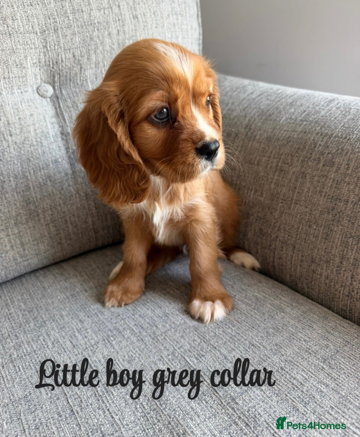Cavalier King Charles Spaniel dogs Cavalier King Charles puppies  - Advert 1