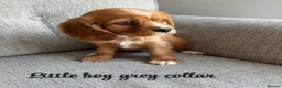 Cavalier King Charles Spaniel dogs for sale: Cavalier King Charles puppies  - Advert 1
