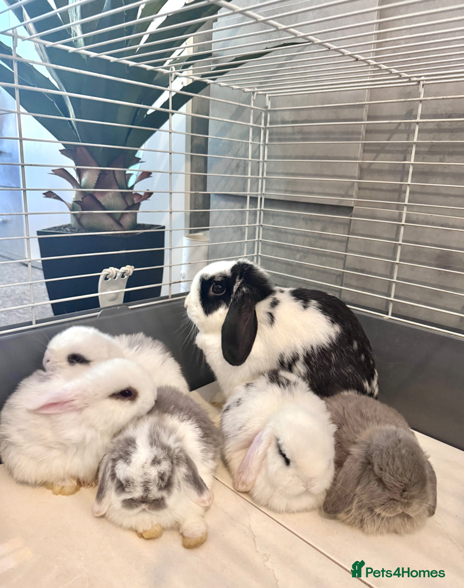 Mini Lop rabbits Beautiful Minilop babies (friendly & super tame) - Advert 12