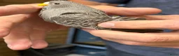 Budgerigars birds for sale: Black face black wings  in Dudley - Advert 3