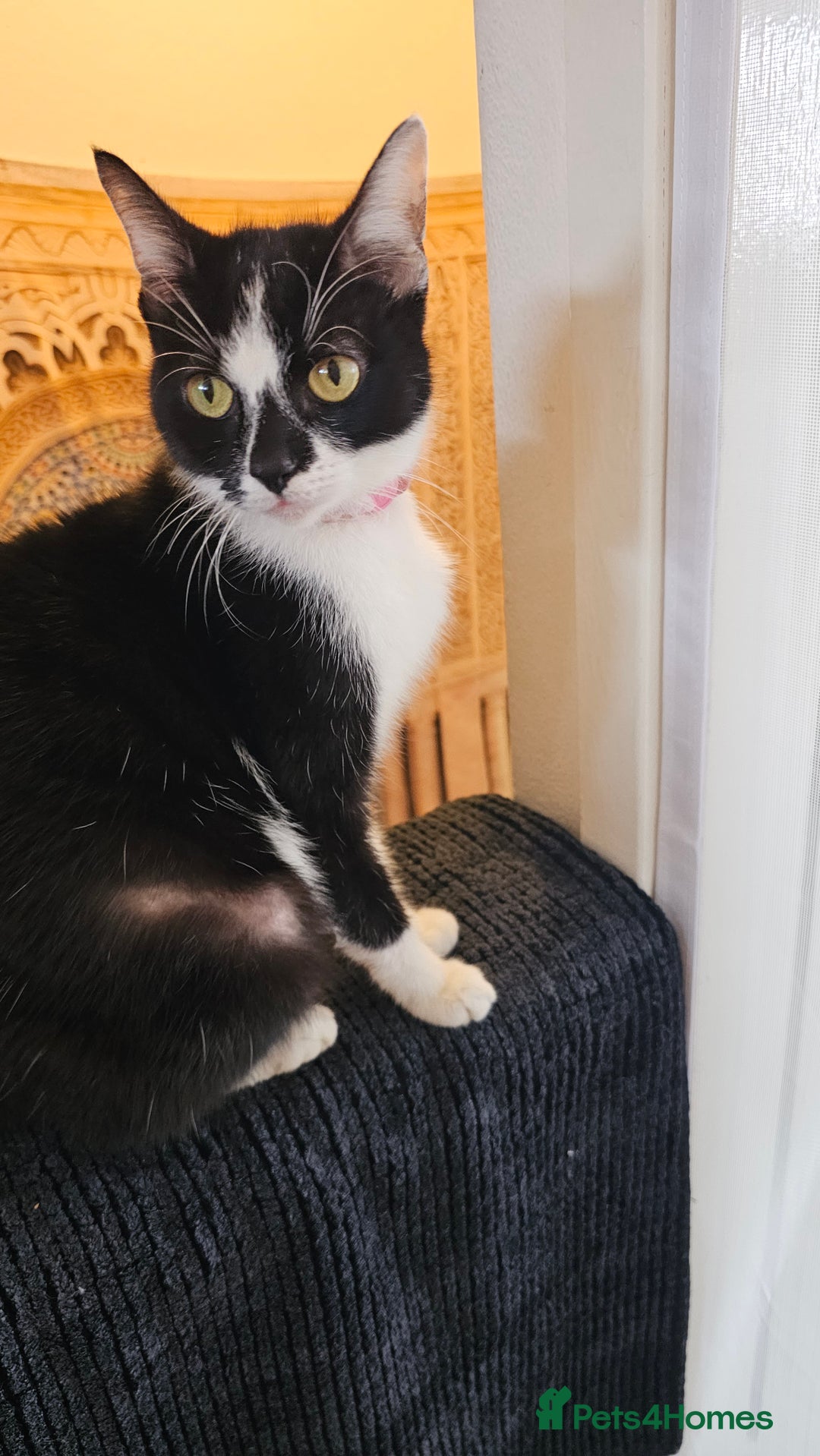 Bombay cats for sale: 3 lovely kitten 😸  - Image 9