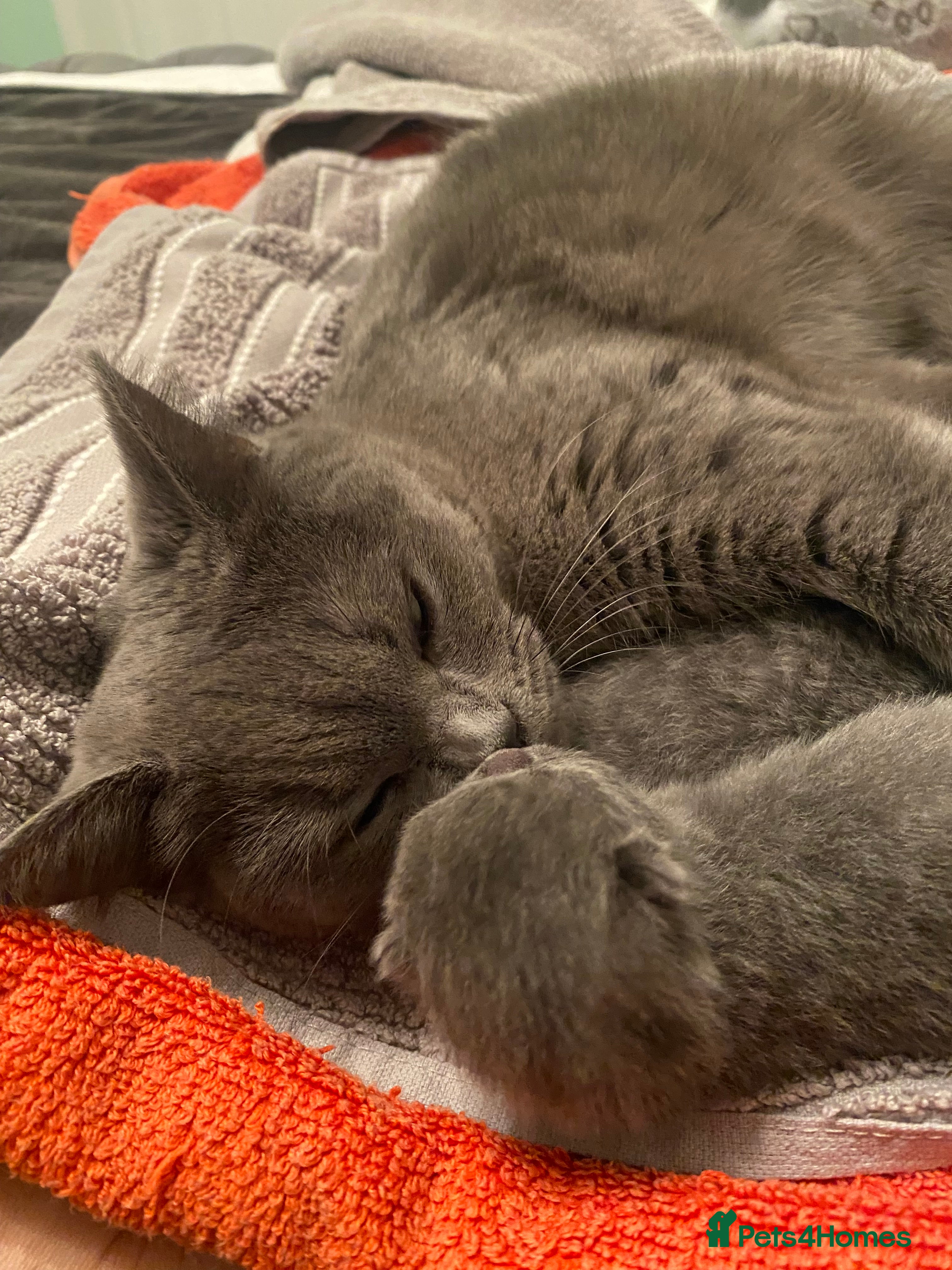 British Shorthair cats Gorgeous British Blue Boys - Advert 7