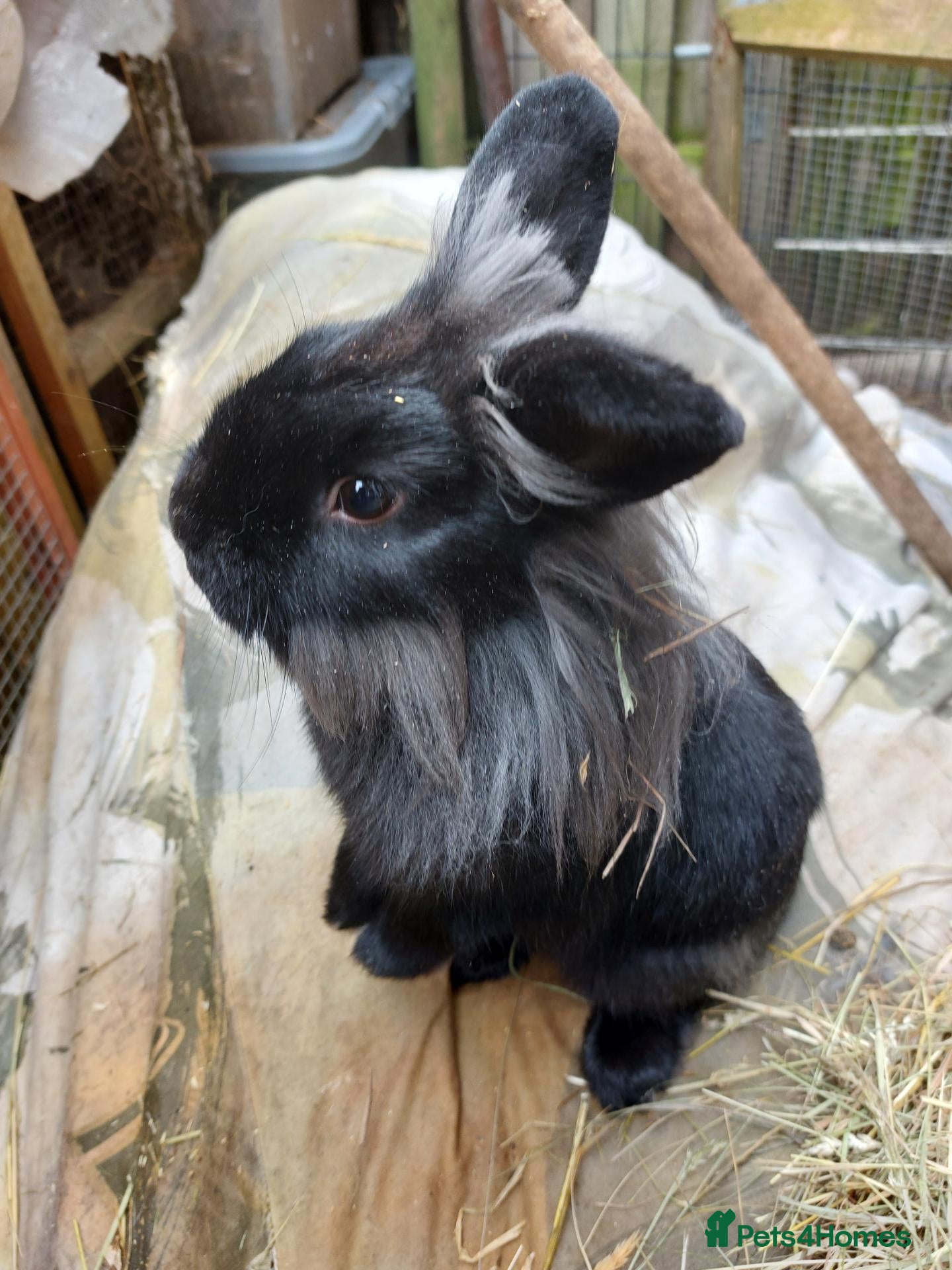 Mixed Breed rabbits Male mixed breed rabbits - Advert 18