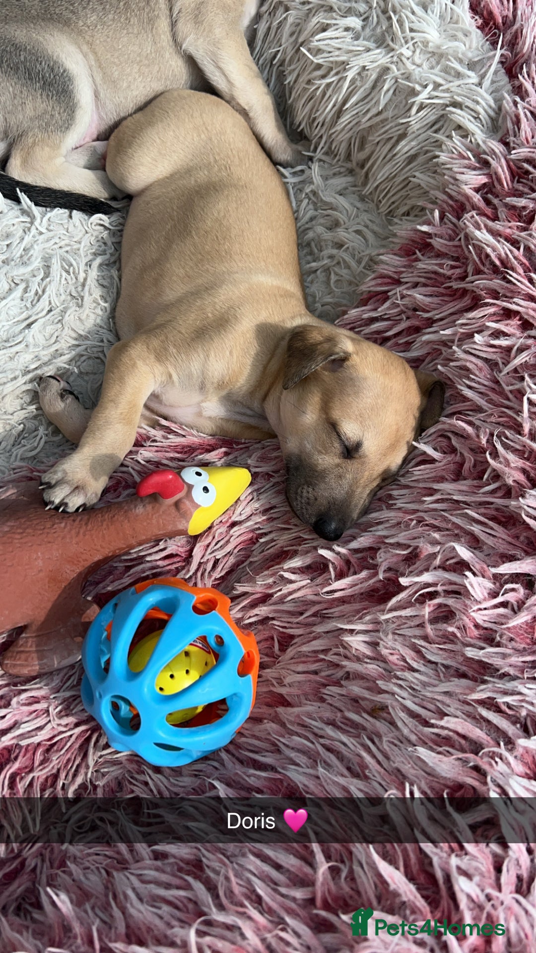 Whippet dogs for sale: 3 Whippets available from 10/09/25 - Image 8