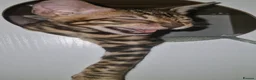 Bengal cats for sale: TICA Genetic Health Tested Kittens - Advert 8