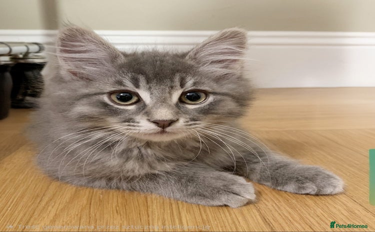 Mixed Breed cats - Advert 1