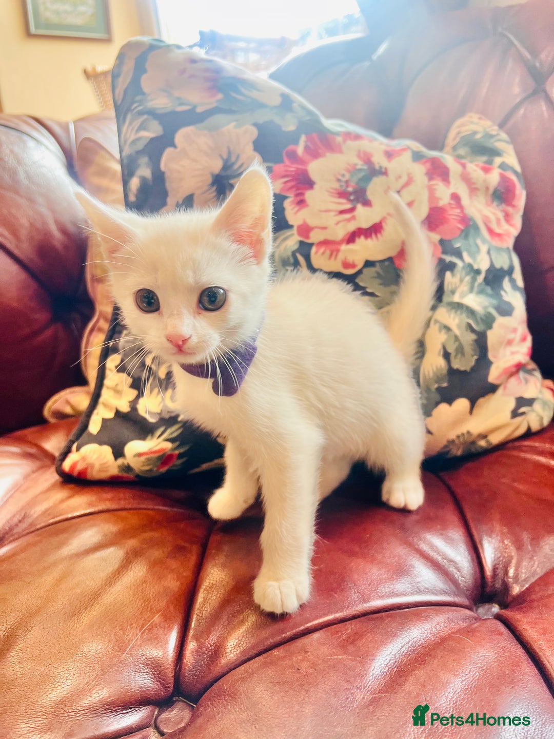 Mixed Breed cats for sale: *READY NOW* 3 Beautiful White Kittens - Image 3
