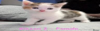 Kitten 2 - Female 
