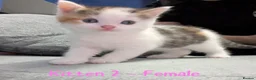 Mixed Breed cats for sale: 3 Persian Mixed Breed Kittens for Sale  - Advert 3