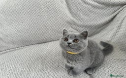 British Shorthair cats for sale: READY NOW 😻Pedigree BSH with perks in Swindon - Image 4