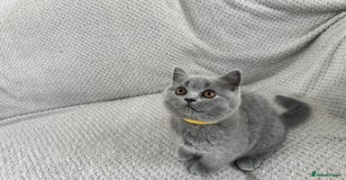 British Shorthair cats in Swindon - Advert 6