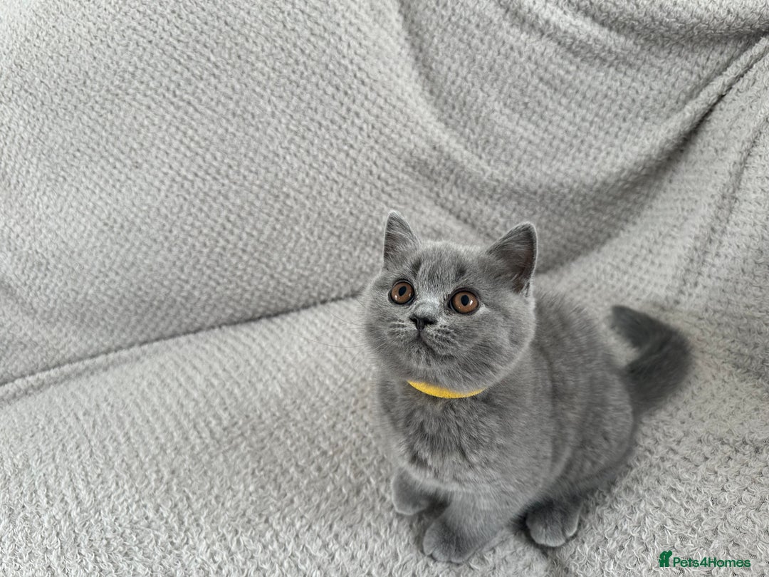 British Shorthair cats for sale: READY NOW 😻Pedigree BSH with perks in Swindon - Image 4