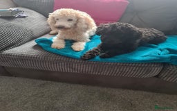 Mixed Breed dogs for sale: Reduced!! Stunning F1 poodle pups  - Image 5