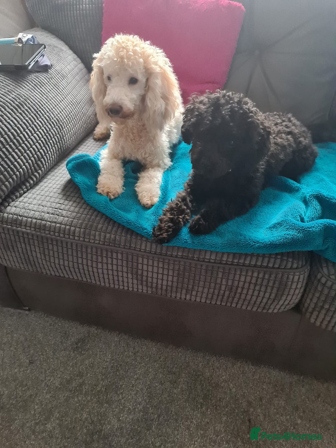 Mixed Breed dogs for sale: Reduced!! Stunning F1 poodle pups  - Image 5
