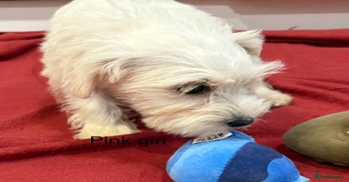 Schnoodle dogs - Advert 6