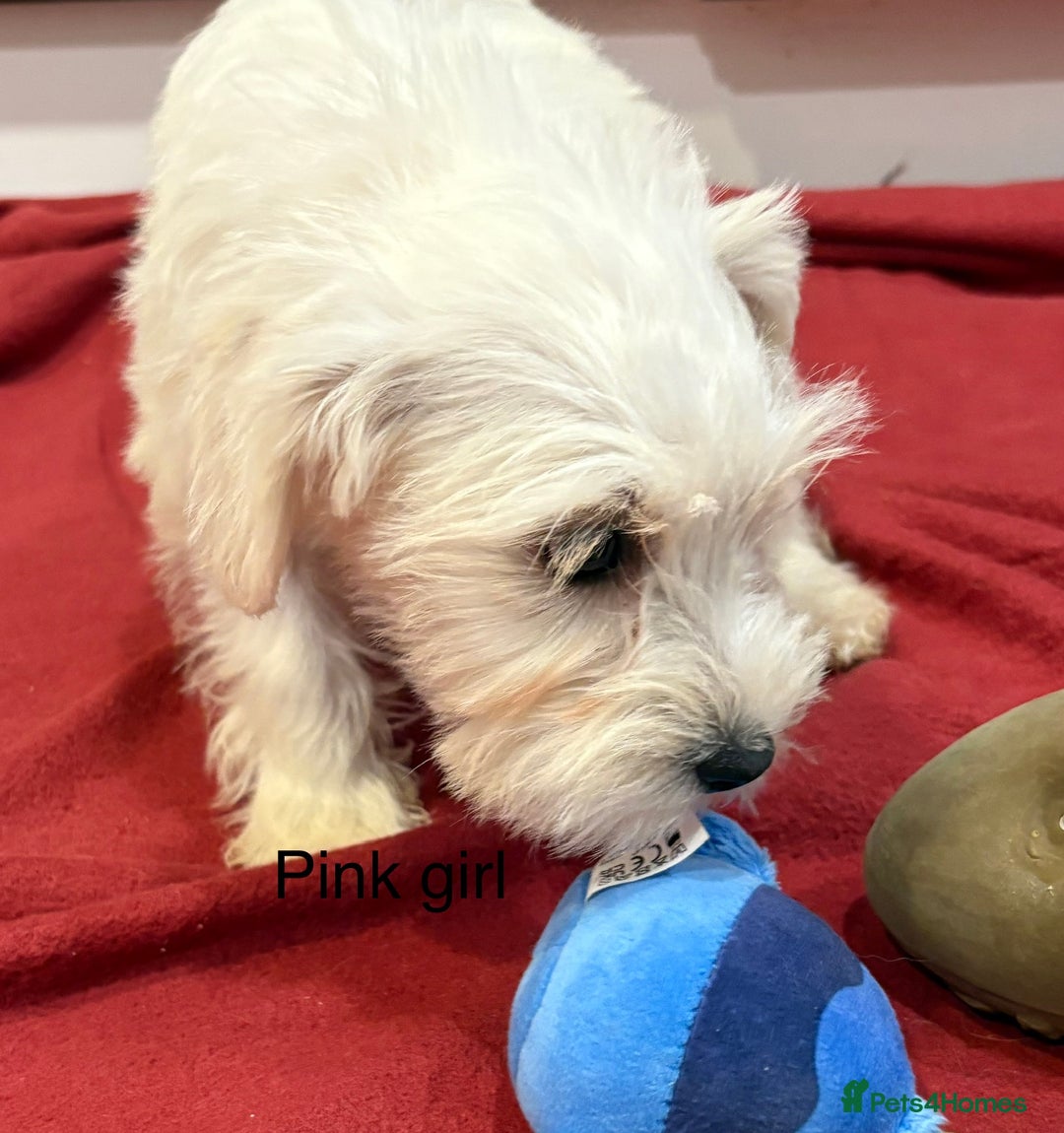 Schnoodle dogs for sale: Schnoodles  - Image 3