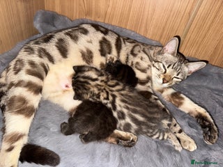 Bengal cats Bengal kittens - Advert 8