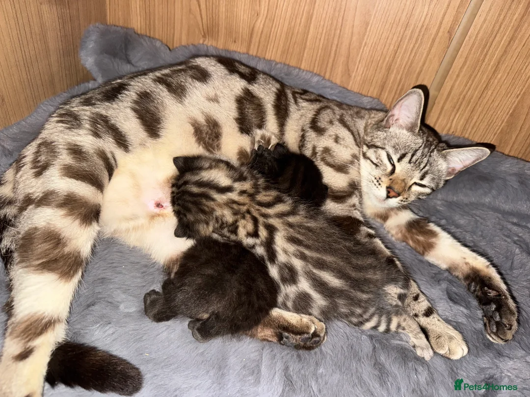 Bengal cats for sale: Bengal kittens  - Advert 1