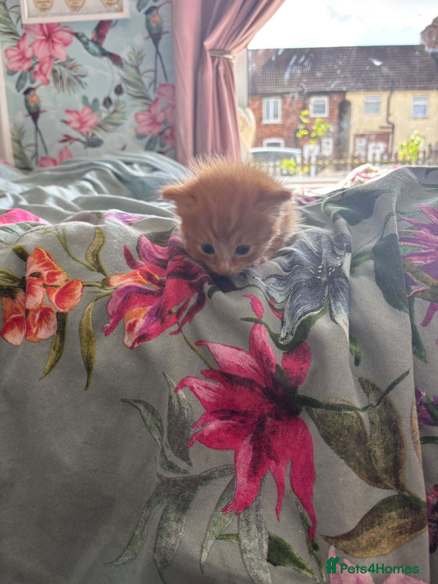 Mixed Breed cats for sale: 🩷🩵Flamepoint ragdoll babies 🩵🩷 - Advert 2