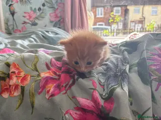 Mixed Breed cats for sale: 🩷🩵Flamepoint ragdoll babies 🩵🩷 - Advert 2