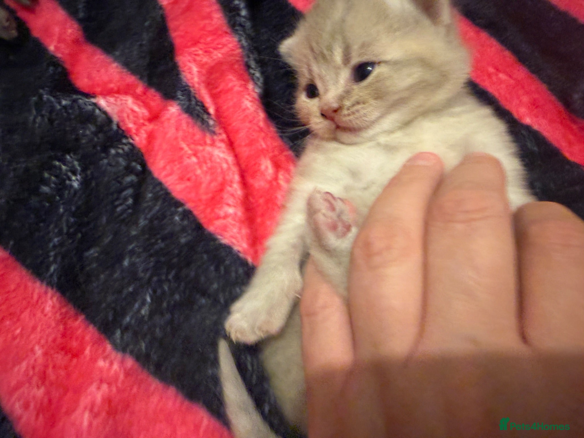 British Shorthair cats Scottishstraight x British shorthair kittens  - Advert 2