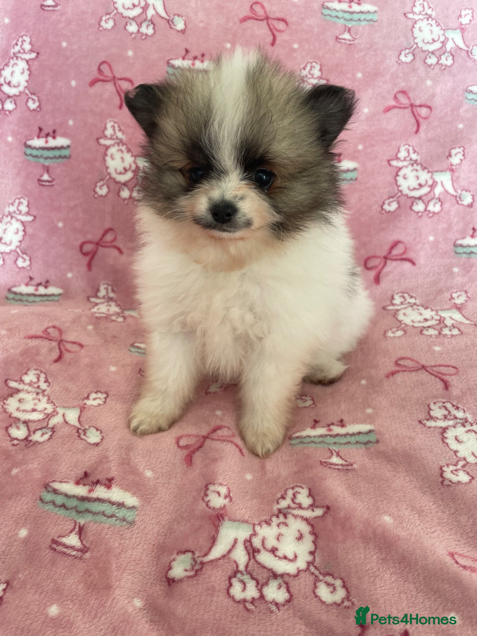 Pomeranian dogs 1 Girl left KC reg Beautiful Pomeranian girl - Advert 9