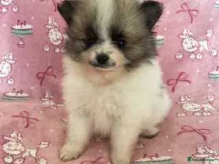 Pomeranian dogs 1 Girl left KC reg Beautiful Pomeranian girl - Advert 1