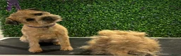Border Terrier dogs for sale: BORDER TERRIER PUPPIES KC REG - Advert 3