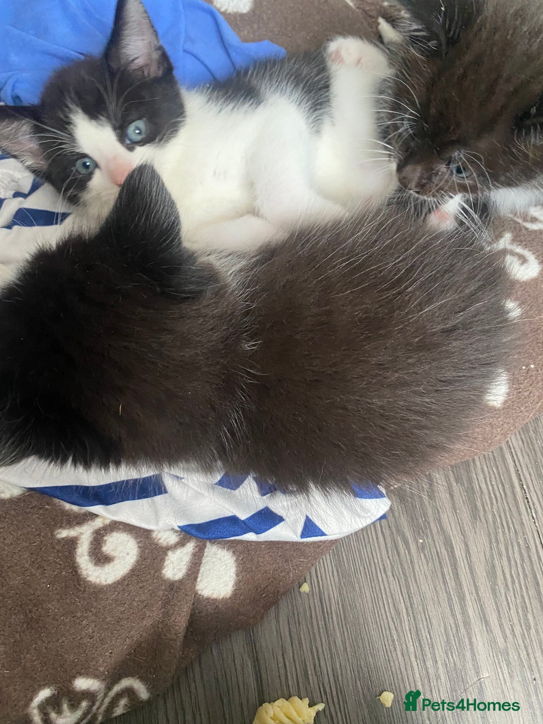 Mixed Breed cats for sale: 5 beautiful black and white kitties  - Image 11