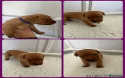 Labrador Retriever dogs for sale: Fox red Labrador Puppies - Image 6