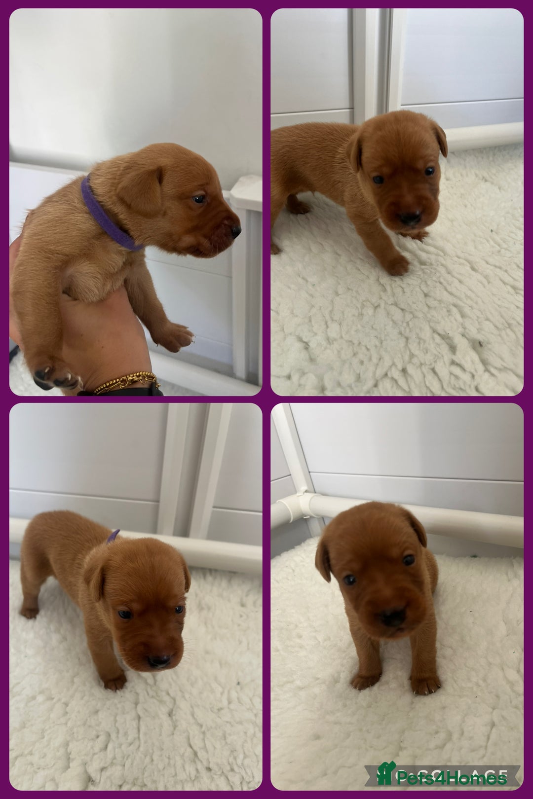 Labrador Retriever dogs for sale: Fox red Labrador Puppies - Image 6