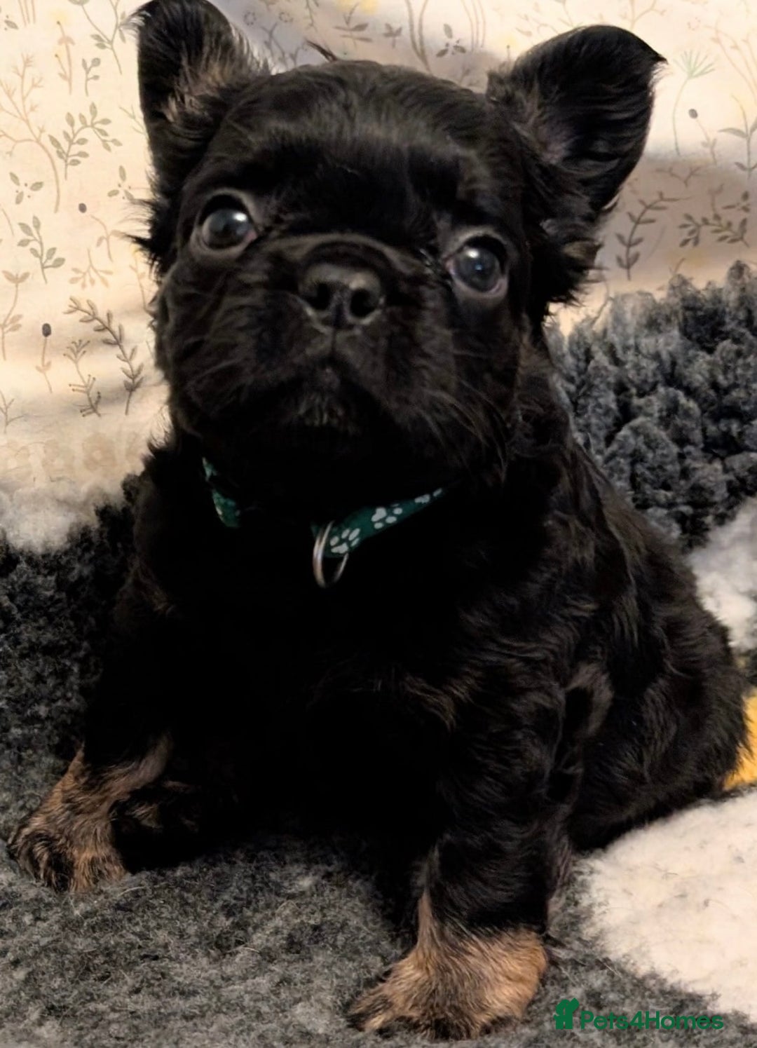 French Bulldog dogs for stud: 🔥🔥STUD🔥🔥 - Image 3