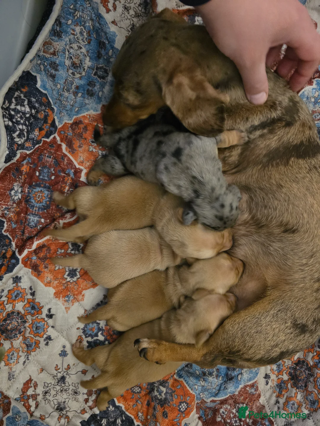 Miniature Dachshund dogs for sale: KC Registered Mini Dachshund Puppies. Rare colors - Advert 4