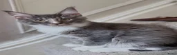 Maine Coon cats for sale: Licensed XXL Maine Coon kittens - Advert 18