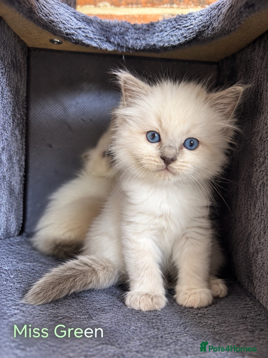 Ragdoll cats Stunning Ragdoll-Point Kittens  Champion Bred Sire - Advert 2