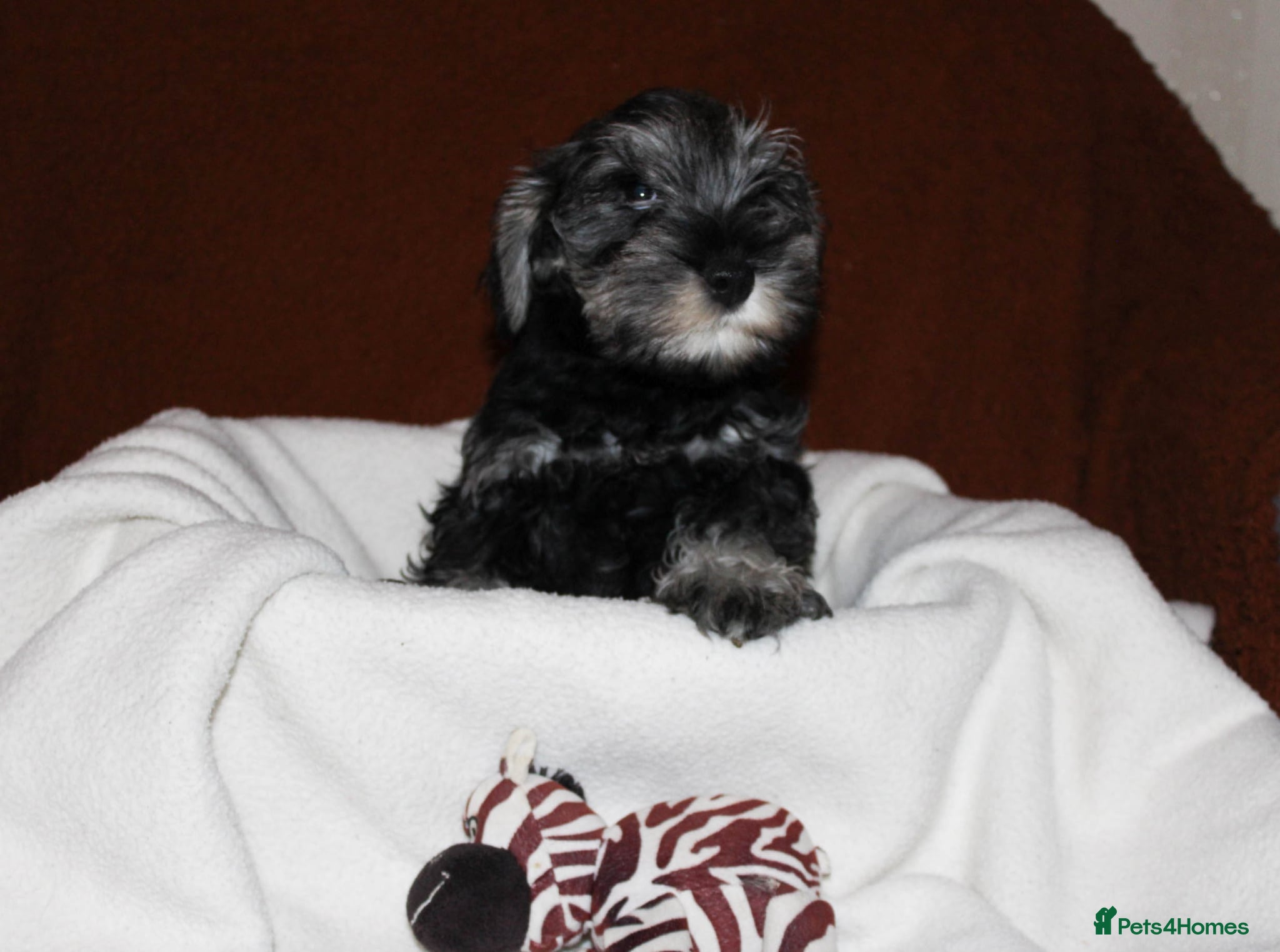 Miniature Schnauzer dogs Charming Mini Schnauzers with KC registration - Advert 7