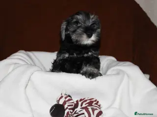 Miniature Schnauzer dogs Charming Mini Schnauzers with KC registration - Advert 2