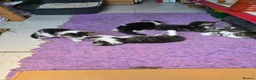 Mixed Breed cats for sale: 5 kittens and adult cat sale. Adult cat £50  in Ipswich - Advert 16