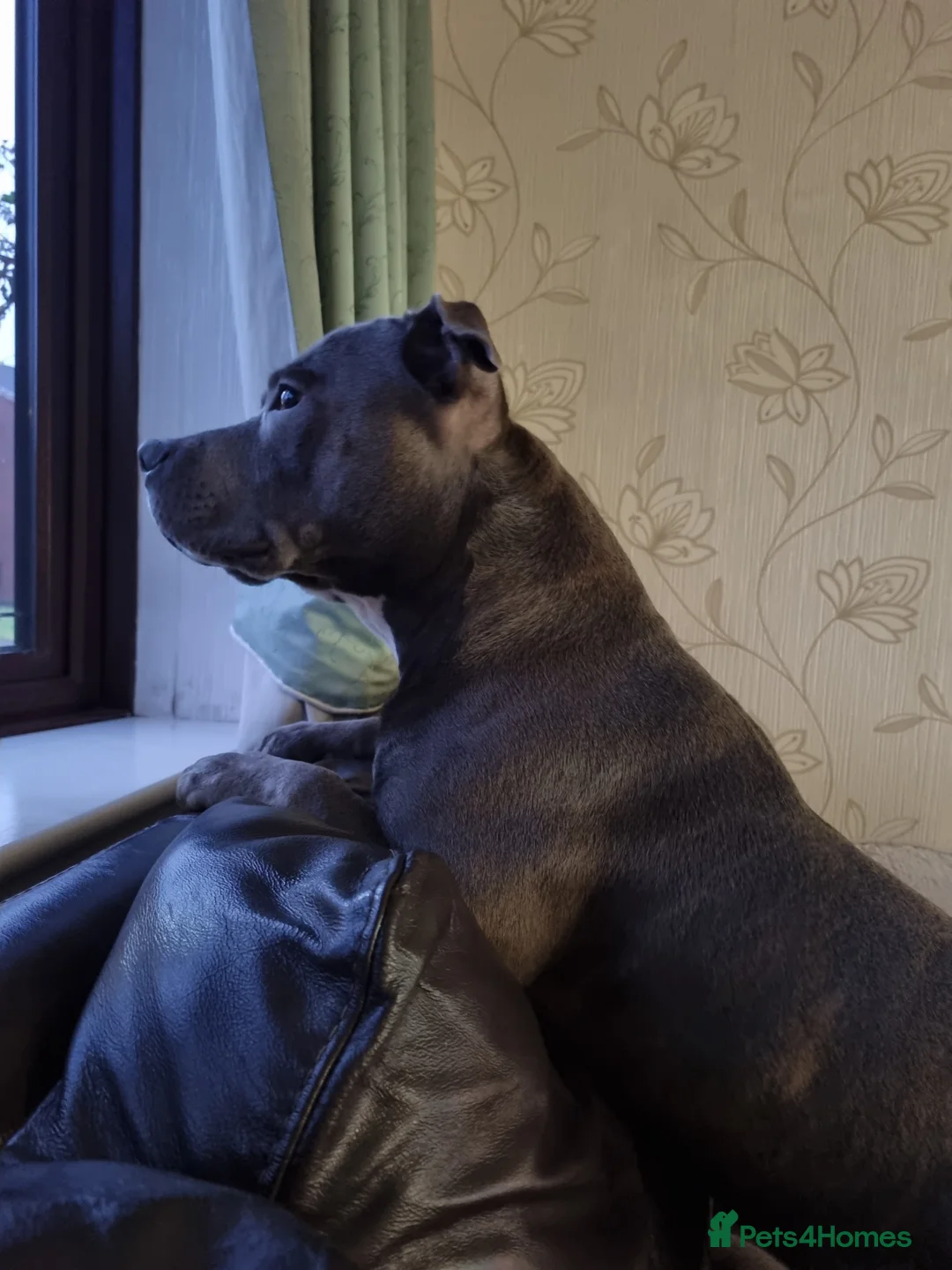 Staffordshire Bull Terrier dogs for stud: Proven Beautiful Blue Staff Stud in Walsall - Advert 13