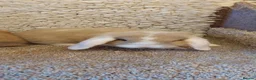 Mini Lop rabbits for sale: READY 8WEEKS OLD  minilop baby doe - Advert 9