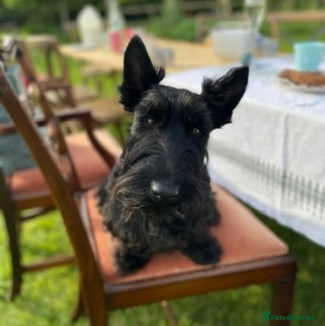 Scottish Terrier dogs for sale: Beautiful KC Scottish Terrier puppies  in Canterbury - Advert 2