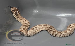 Snake reptiles for sale: Hognose snakes  - Image 3