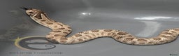 Snake reptiles for sale: Hognose snakes  - Advert 21