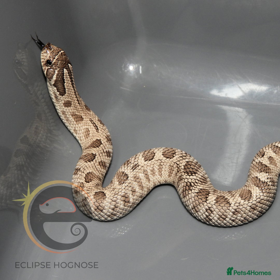 Snake reptiles for sale: Hognose snakes  - Image 3