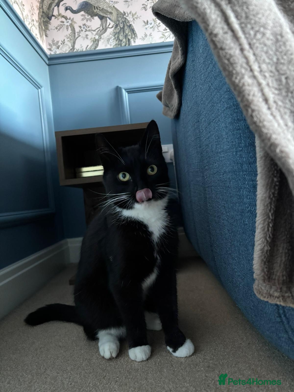 Domestic Shorthair cats Bella - Advert 17