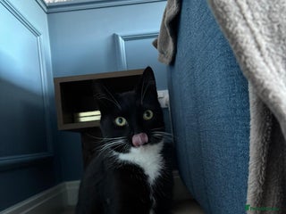 Domestic Shorthair cats Bella - Advert 2