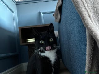 Domestic Shorthair cats Bella - Advert 1