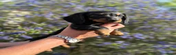 Dachshund dogs for sale: KEC REG MINIATURE LONG HAIRED dachshund puppies - Advert 8